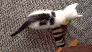 "Check Meowt!" Kitten video