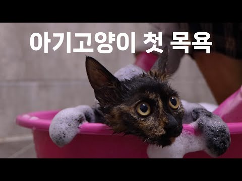 아기고양이 코코의 묘생 첫 목욕, 앵두 언니와의 첫 만남