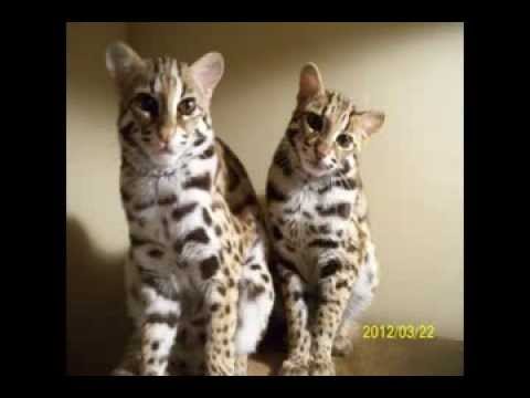 Raising Asian Leopard Cats, ALC's