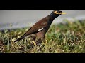 Best Birds Series Episode 2 Common Myna Bbseries Commonmyna Royalqueen Episode2