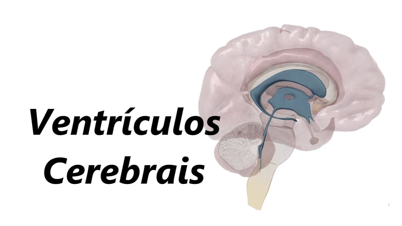 Anatomia dos Ventrículos Cerebrais em 3D