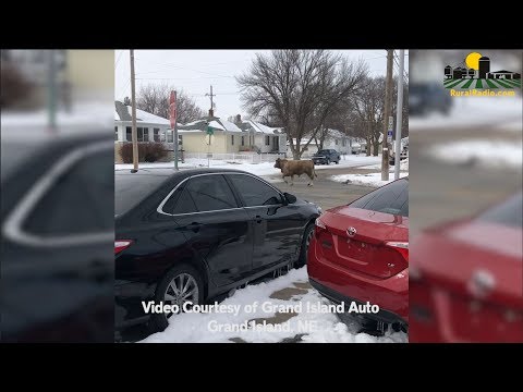 Steer Escapes Beef Plant, Runs Down Grand Island Street -- Friday Five Feb 22, 2019