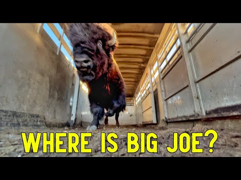 Big Joe Has a New Home!