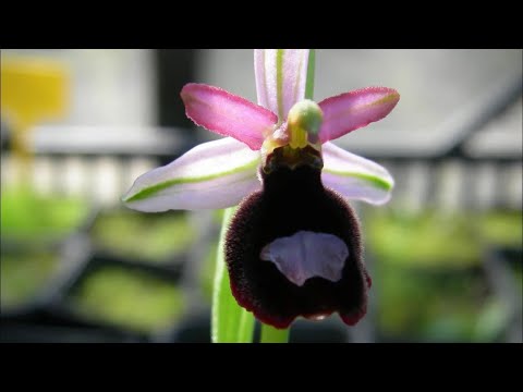 Growing terrestrial orchids from seed | practical experience for conservation projects
