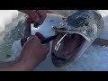 Video Thumbnail for 44.25” GATOR!!!!!!