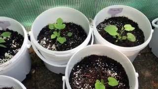 Physalis bekommt Blüten, Mini- Wassermelonen, Versuch der Bestäubung vielleicht gelungen :)
