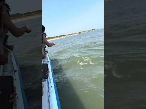 Boad riding Virginia Beach