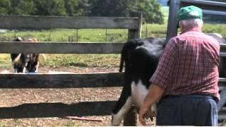 preview picture of video 'Georgia Heat Takes Toll On Dairy Production'