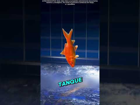 Los casos reales donde humanos salvaron animales