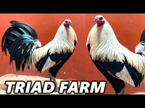 HAWAII Beautiful Birds TRIAD FARM - Farm Visit