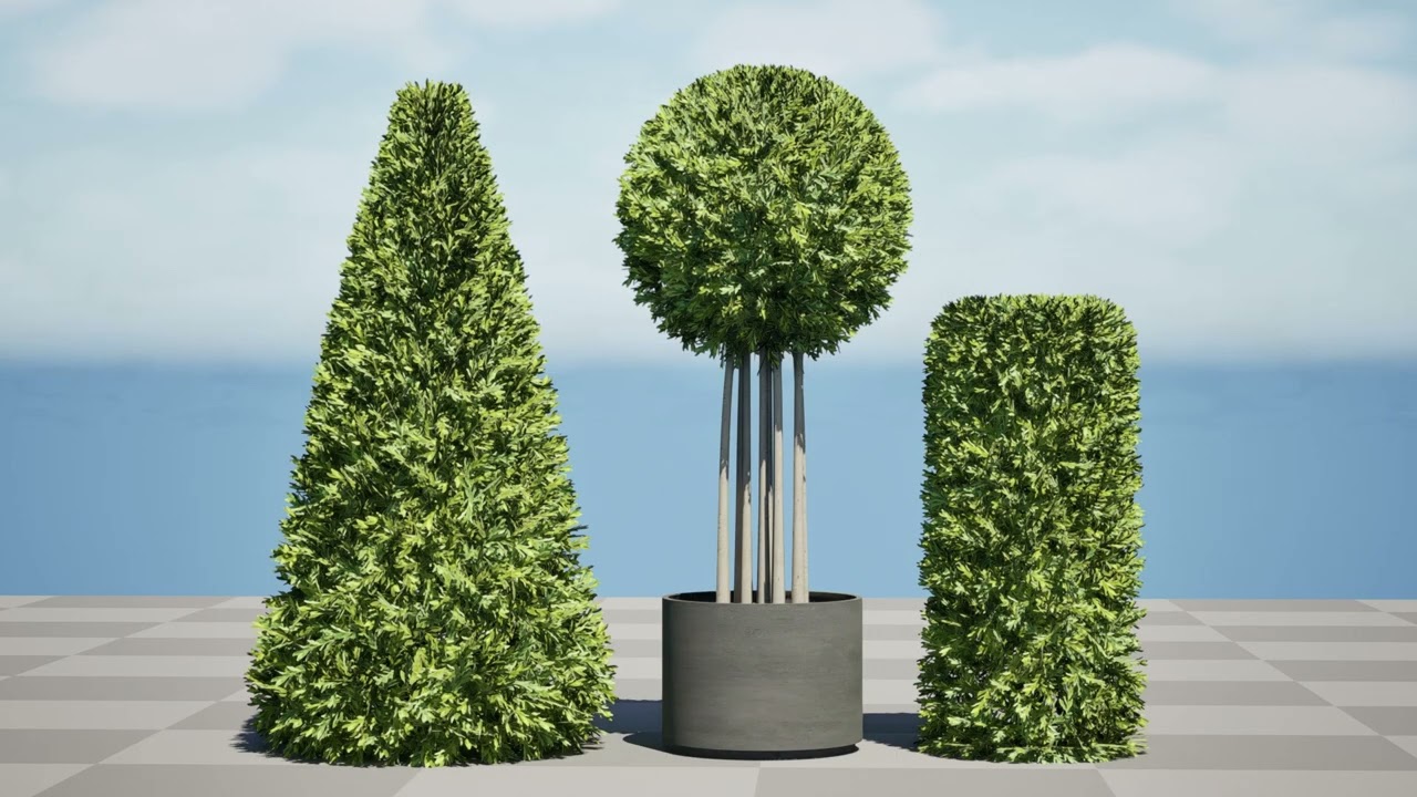 Alberi di alloro delle Fiandre Modello 3D