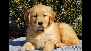 Video preview image #1 Golden Retriever Puppy For Sale in LITITZ, PA, USA