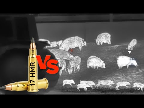 17 HMR vs Hogs | With the CHEAPEST Night Time Setup | DNT Hydra