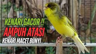 Download lagu SUARA Kenari GACOR PANJANG Pancingan & masteran Kenari Paud AGAR gacor AMPUH Kenari MACET bunyii mp3