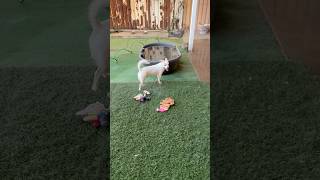 Video preview image #1 Chihuahua-Unknown Mix Puppy For Sale in Phoenix, AZ, USA