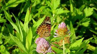 ムビる18491 20210728 004 ツマグロヒョウモン♀ tsumagurohyoumon