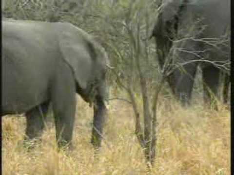 Ellie Breeding Herd Pt.1