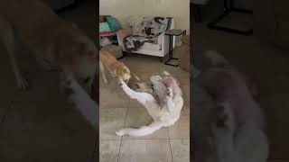 Video preview image #1 Great Pyrenees-Unknown Mix Puppy For Sale in Houston, TX, USA