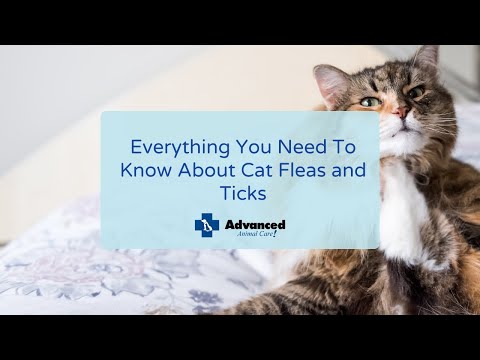 Everything You Need To Know About Cat Fleas and Ticks