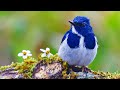 Beautiful Instrumental Hymns Flute And Soft Piano Beautiful Sunrise By Tim Janis