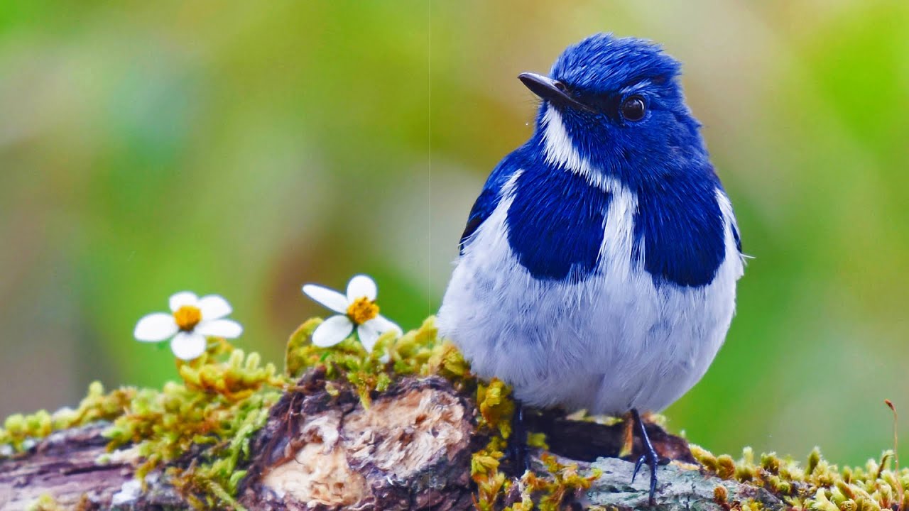 Beautiful Instrumental Hymns, Flute and soft Piano 