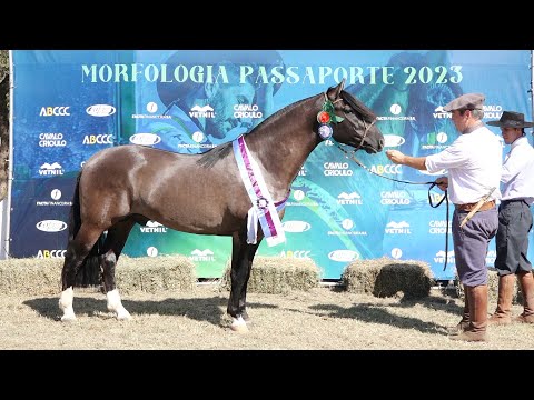 VALETE L DA RECONQUISTA-TE - Quarto Malhor Macho - Passaporte Alegrete