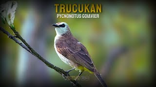 Download lagu Get to Know the Trucukan Bird - Types, Characteristics, and Habitat in the Wild! #rywildlife mp3 Download lagu Get to Know the Trucukan Bird - Types, Characteristics, and Habitat in the Wild! #rywildlife mp3