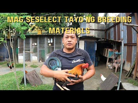START NA TAYO NG BREEDING | Boss Noli Vlog