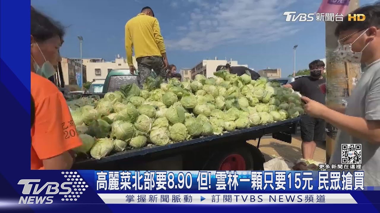 高麗菜北部要8、90！雲林一顆只要15元民眾搶買