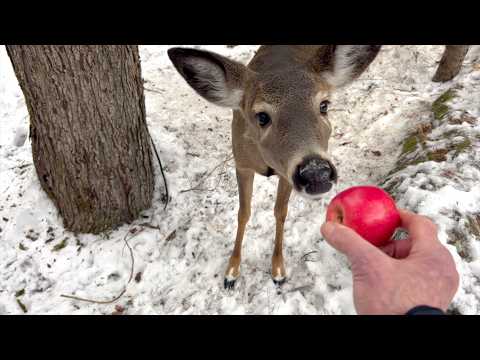 사과를 통째로 줬더니..!