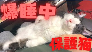 保護猫引き取り二か月目、早くも馴染んで爆睡中