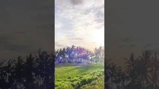 #バリ島 #ウブド 2025年3月31日(月)朝の光景。#海外生活