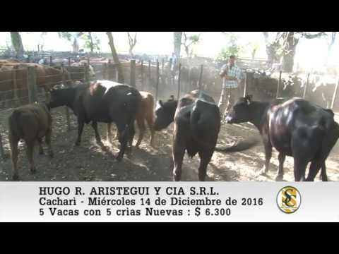 14-12-16 Venta de Vientres - Hugo R. Aristegui y Cia S.R.L. - Cacharì.