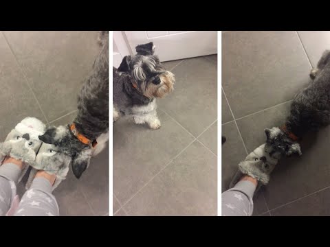 Смешная реакция пса на незваных "гостей"
