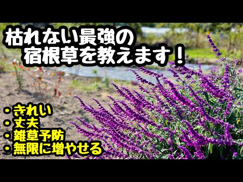 園芸 ミーリーセージ