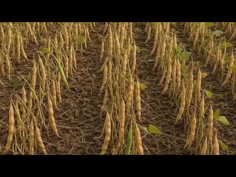 Kilimo Bora Cha maharage kahama-0622985881