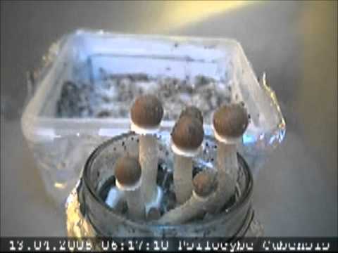 Minimal Soul - Raumbruder