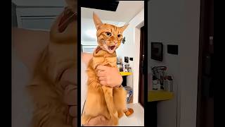 funny cat #cat #funny #cats #india #youtubeshorts #fyp #ytshorts #catvideos #fypシ #catshorts #cute