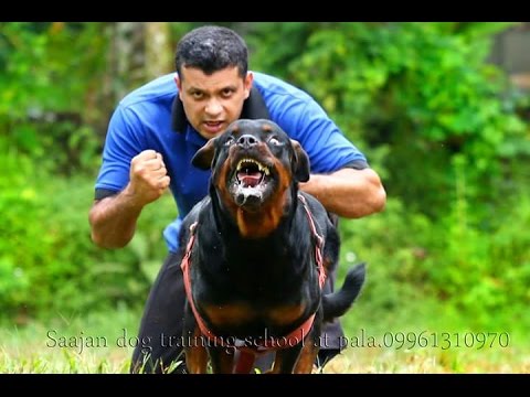 saajan saji cyriac dog training school at  pala kerala 09961310970