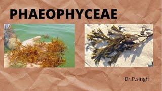 Phaeophyceae, Brown algae, Plant kingdom L60 #neet #kota #ncert #pgt #tgt #upsc #lifeScienceAt7pm
