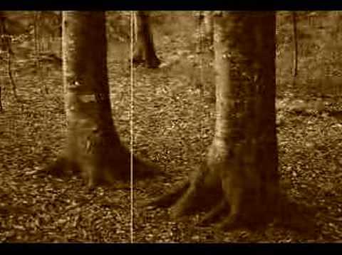 Mihai Constantinescu,La marginea padurii