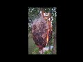 Hornet Nest Vs Fire