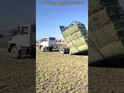 농업 기계화 공정: 특수 트럭을 이용한 대형 사각 건초 자동 수거 #worker #process #farming #agriculture #truck