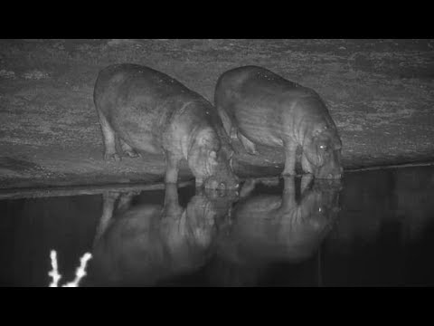 Djuma: Two Hippos come to dam for a drink - 22:11 - 05/03/19