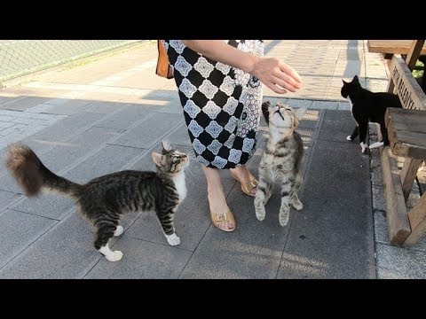 Two cats meow very loudly for food and affection