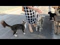 Two Cats Meow Very Loudly For Food And Affection
