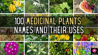 100 Medicinal Plants Names And Their Uses | Blissed Zone
