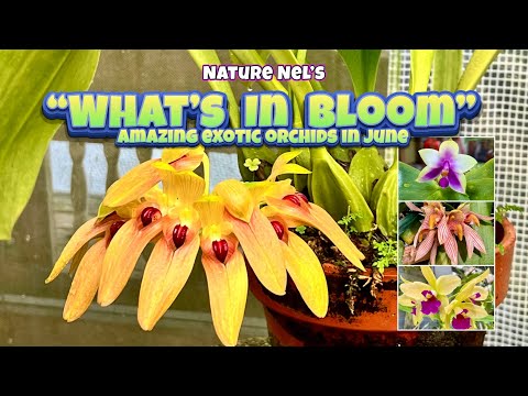 WOW! You won’t believe all the exotic flowers in June. Some first time bloomers must see!👀