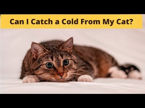 Is My CAT Cold ? Can Cats Get Sick From Cold Weather?