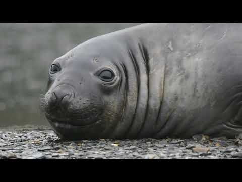 MI ÚLTIMO KAJEF, UN VIAJE AL CORAZÓN DEL JAUTOK - FECILS 2020